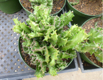 6" Euphorbia Brain Cactus